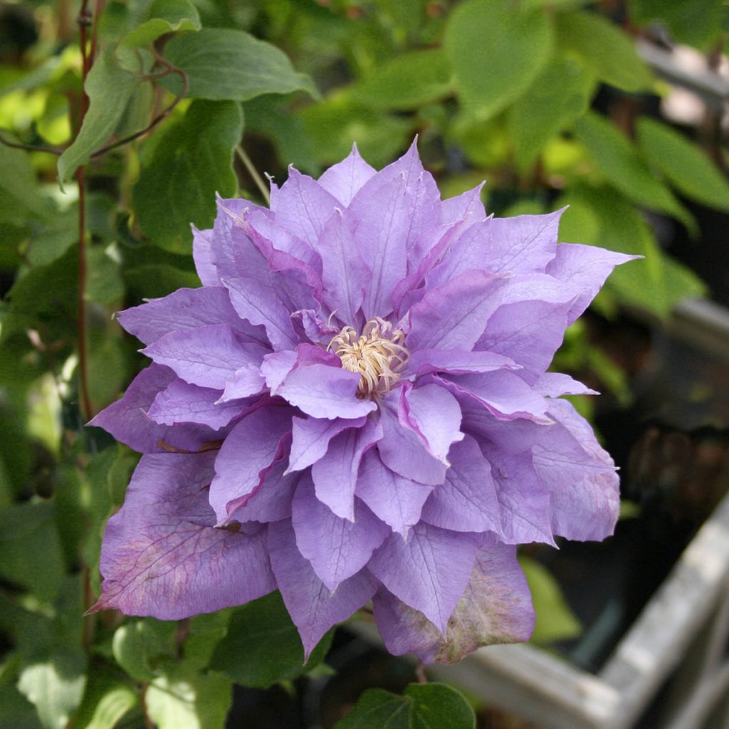 'Vyvyan Pennell'