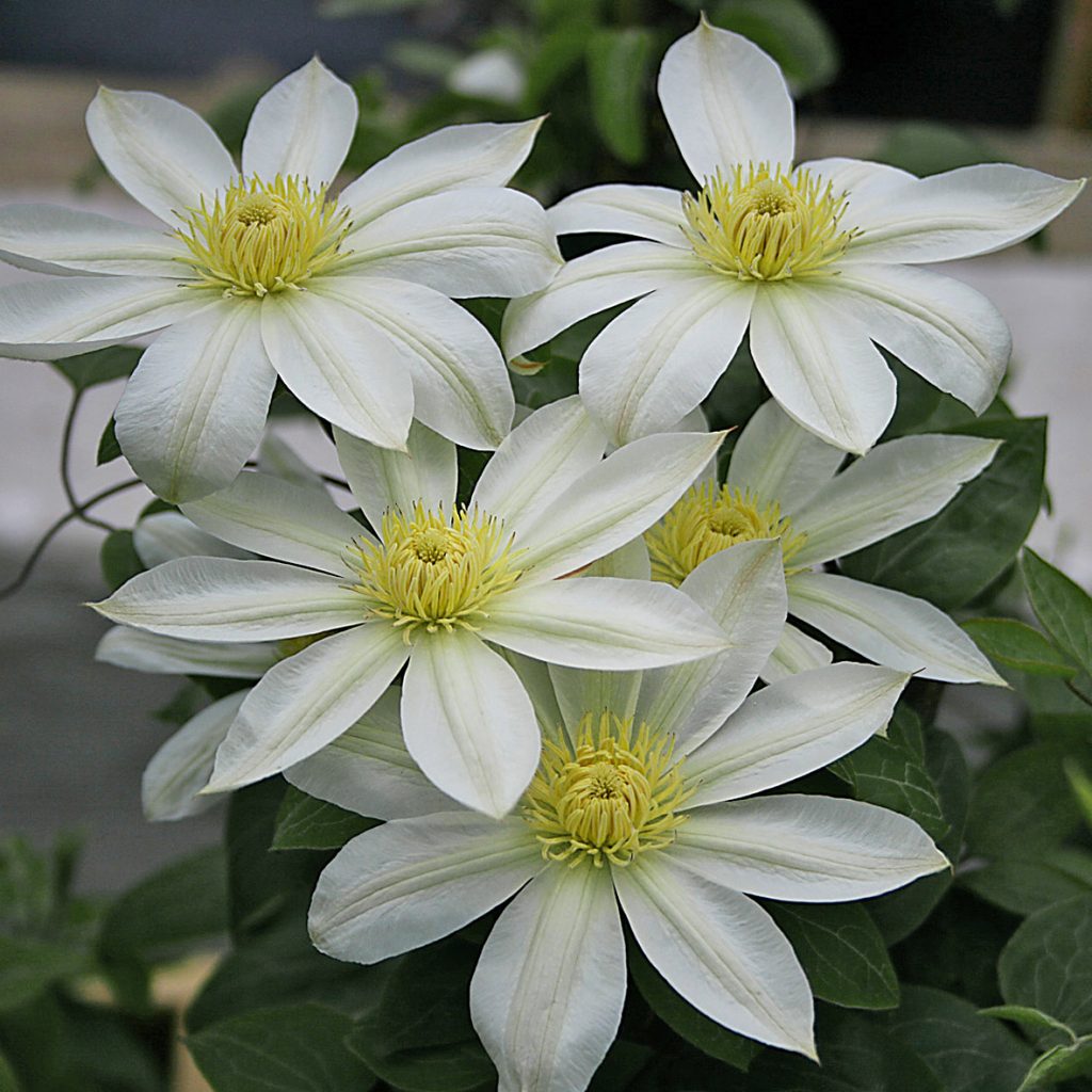 WADA'S PRIMROSE