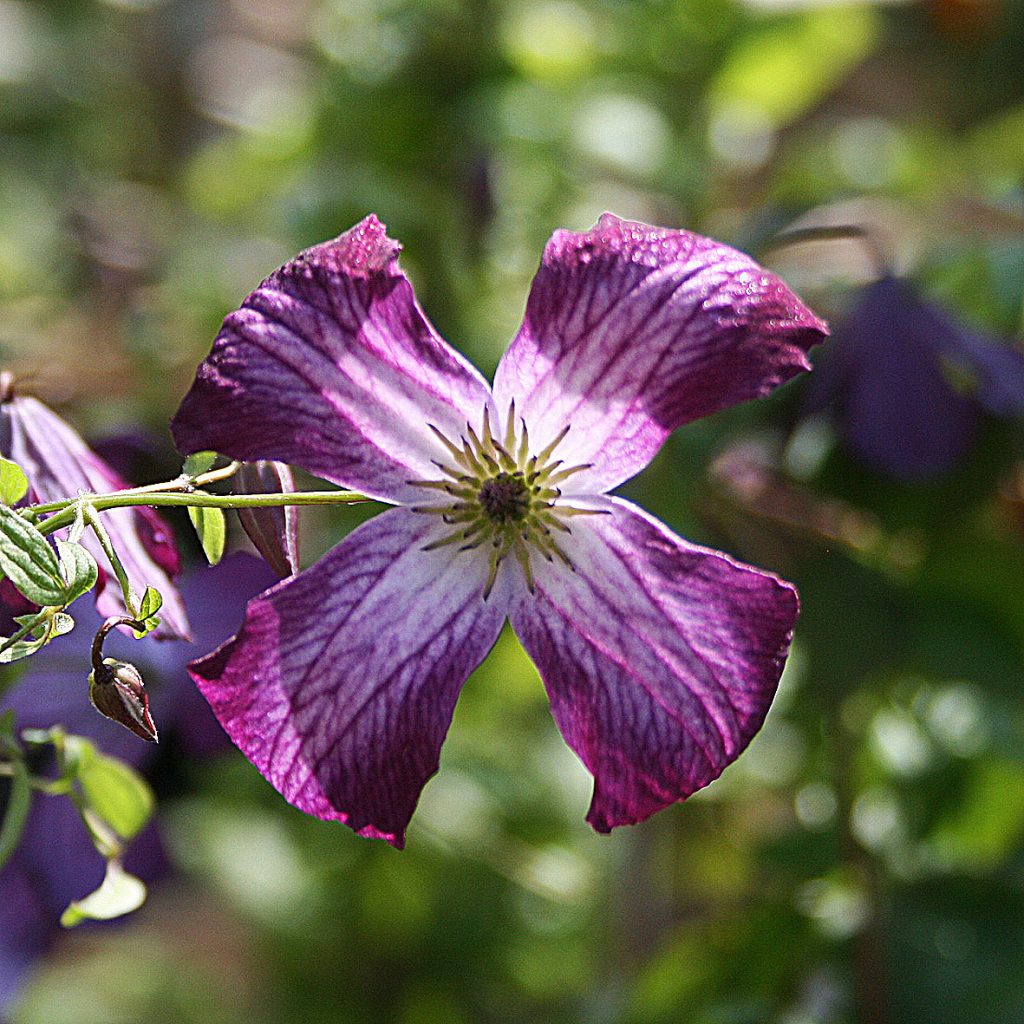'Walenburg'