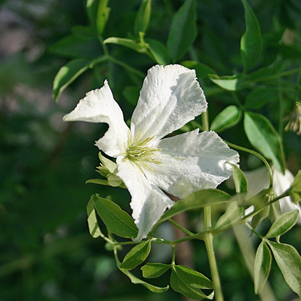 'White Magic'