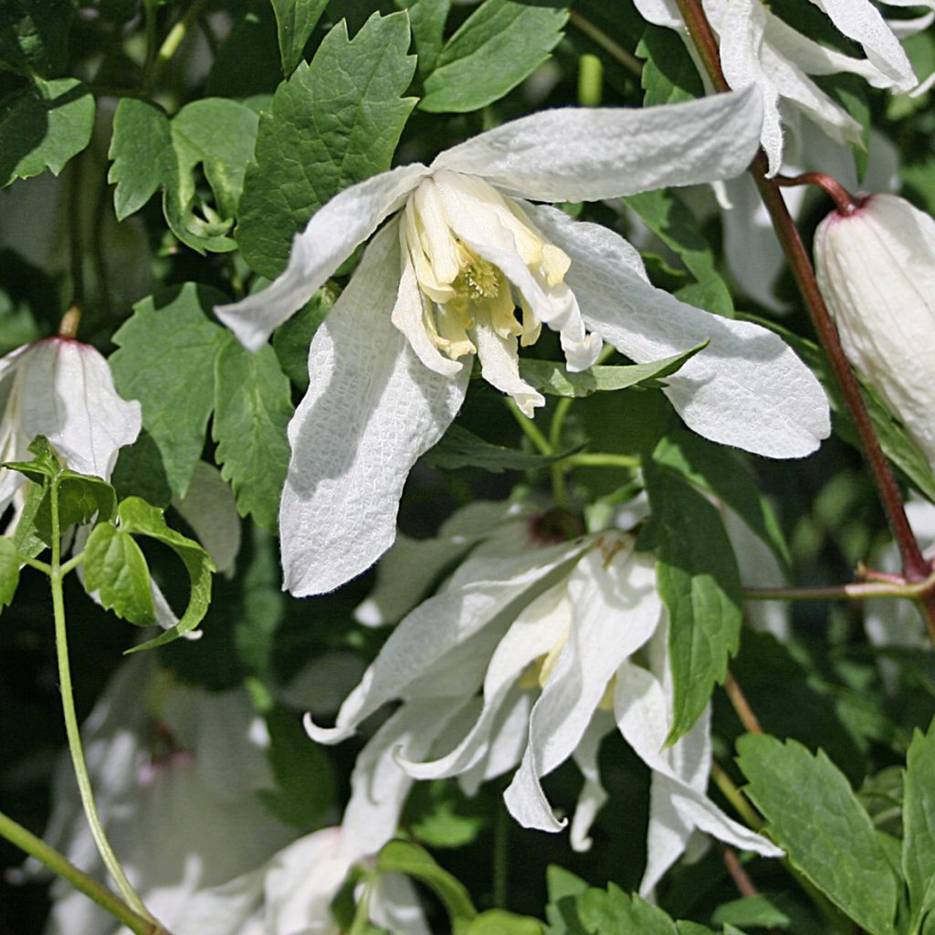 'White Swan'