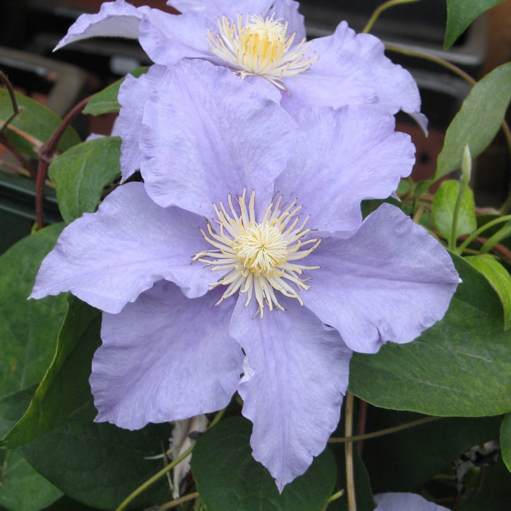 'Will Goodwin'