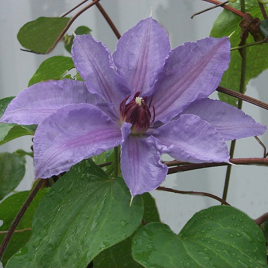 'William Kennett'