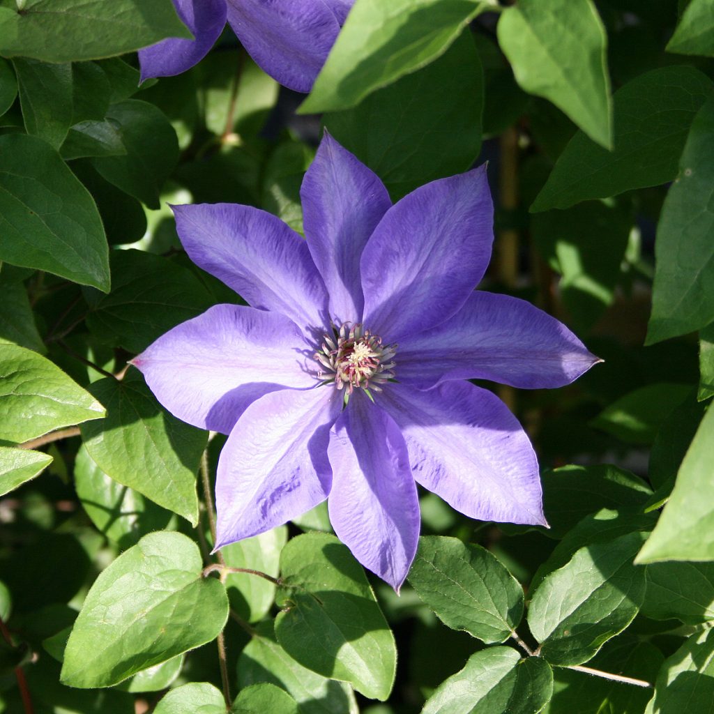 'Xerxes'
