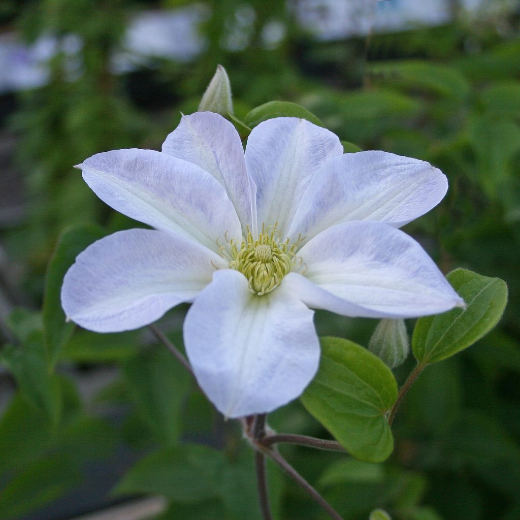 'Yukikomachi'