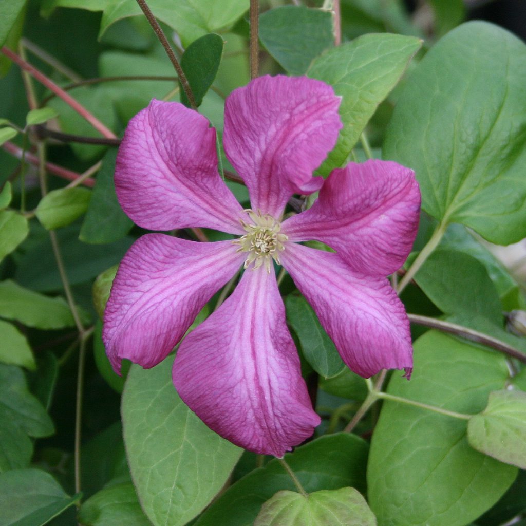 'Margot Koster'