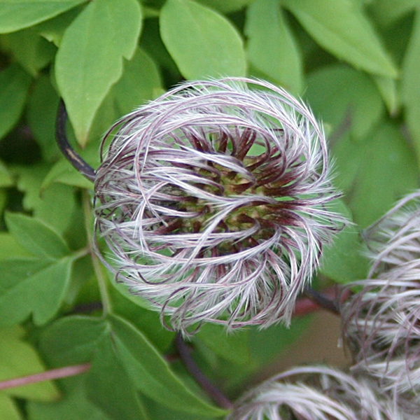 'Jutta'