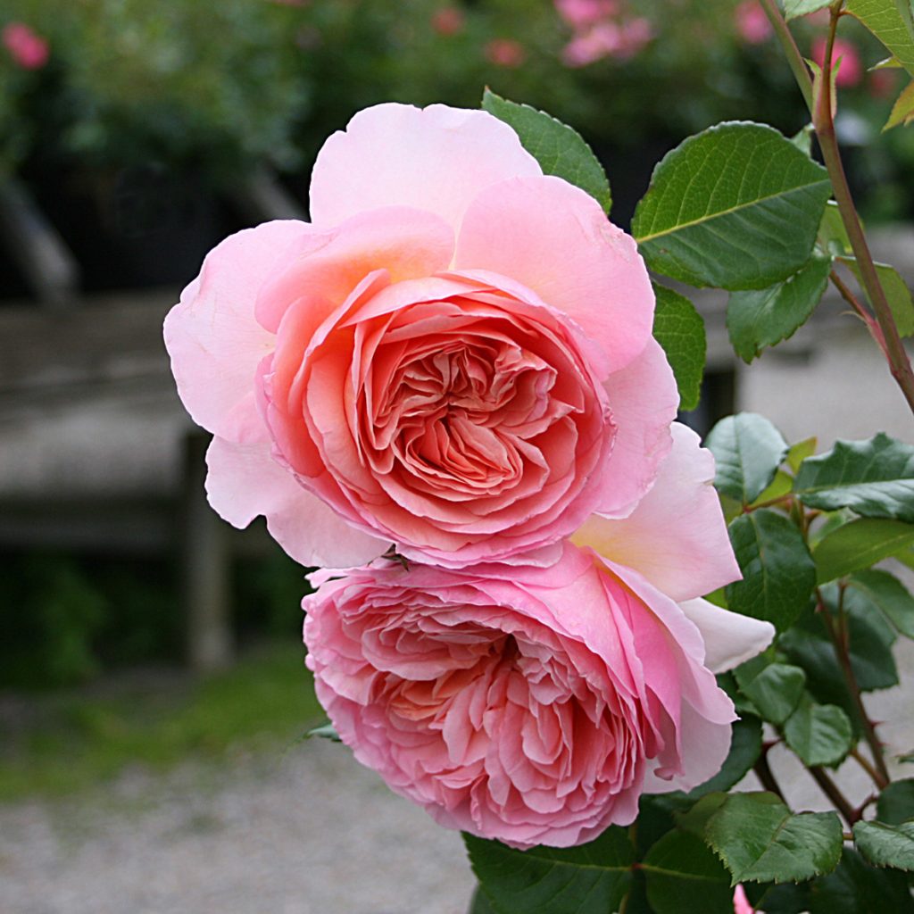 ABRAHAM DARBY