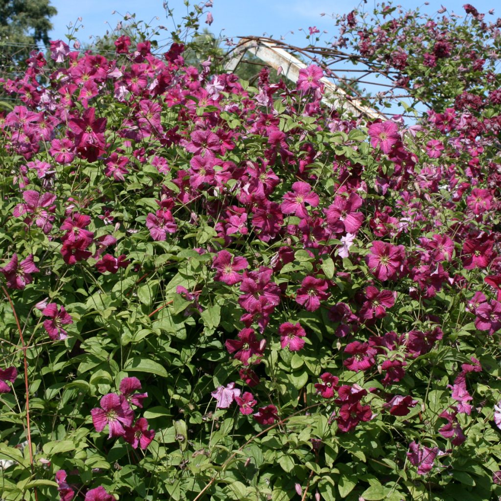 'Abundance'