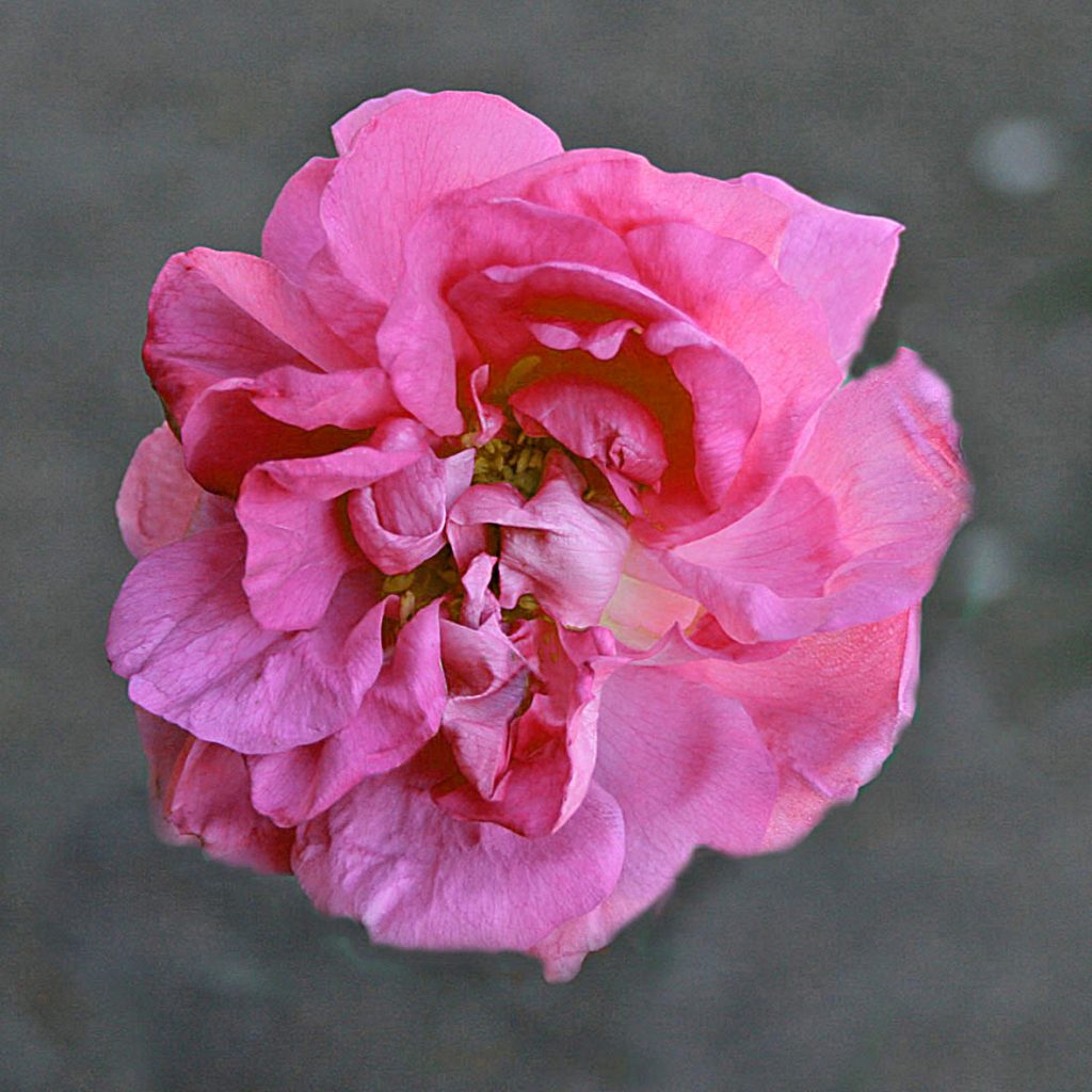 'Agatha'