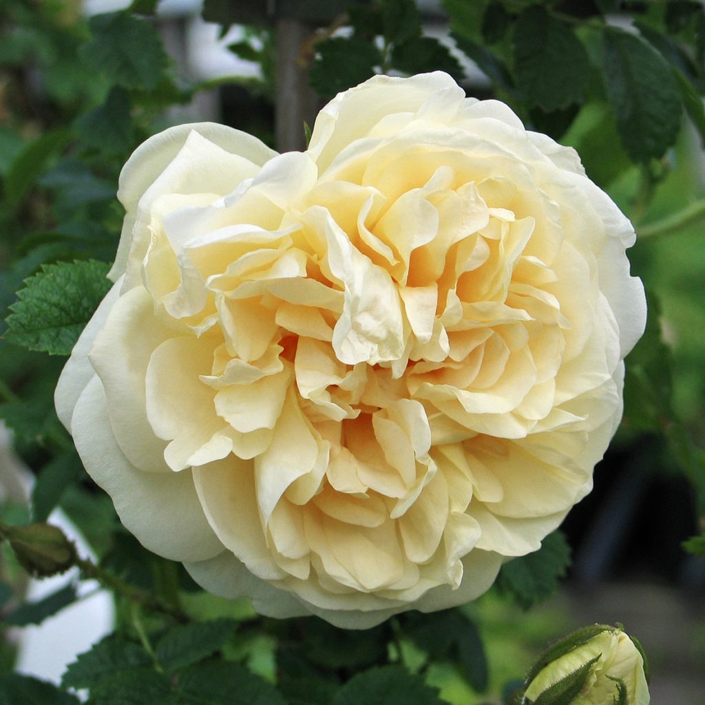 'Agnes'