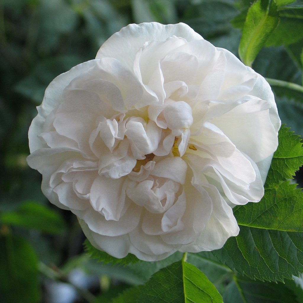 'Alba Maxima'