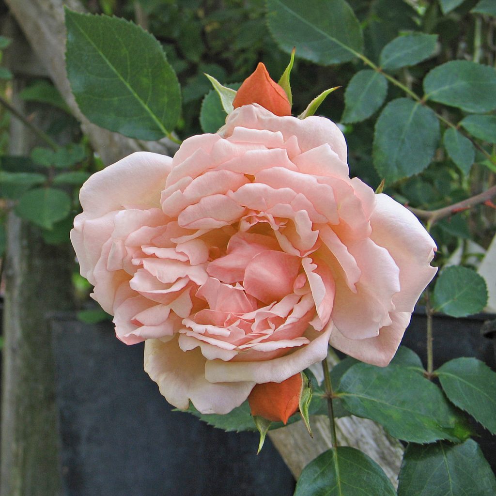 'Albertine'