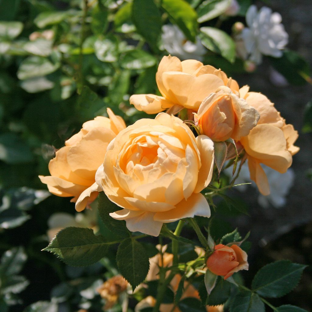 AMBER COVER