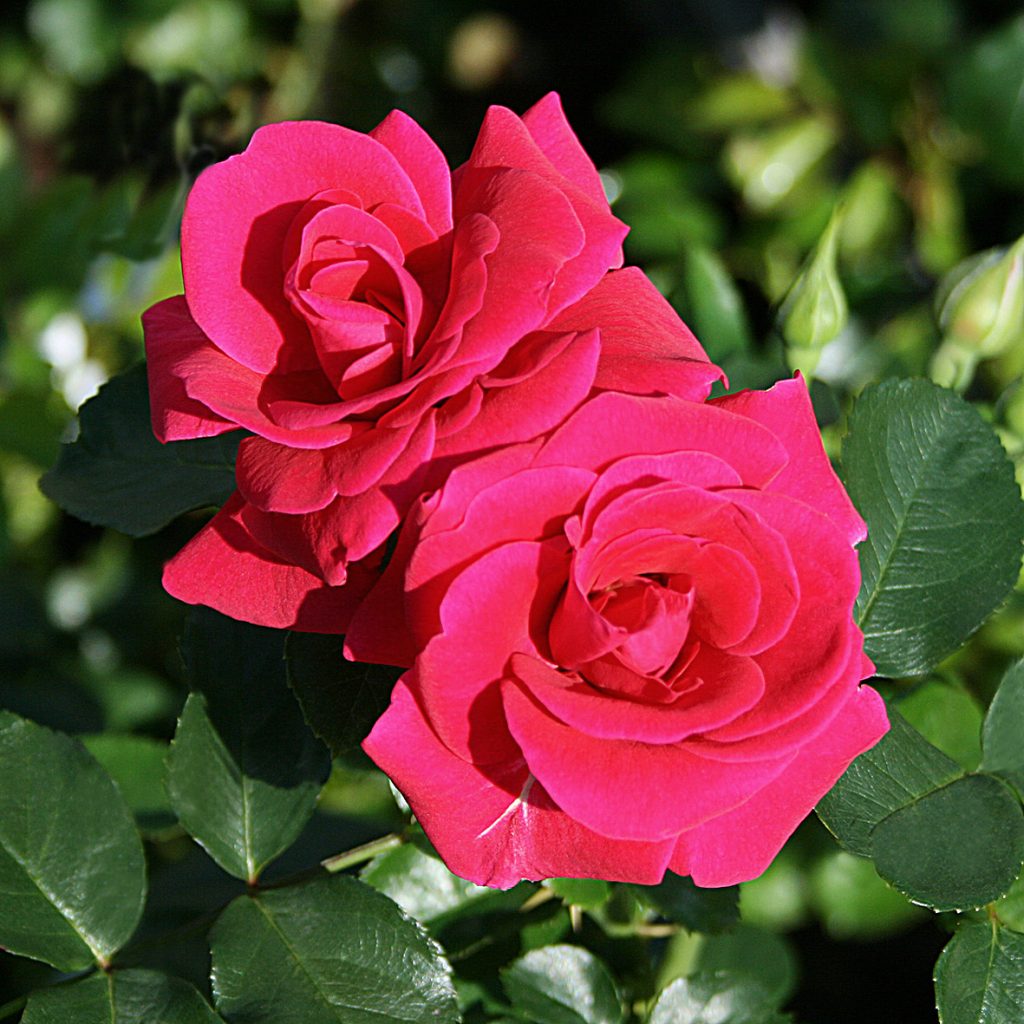 AVILA - Rosor, Perenner och Klematis