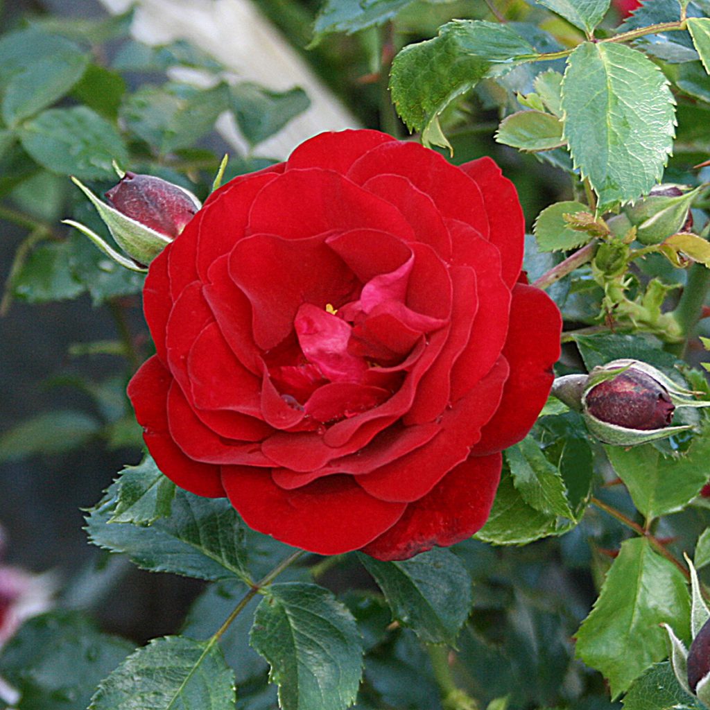 BALMORAL - Slottsros - Floribunda-Gruppen