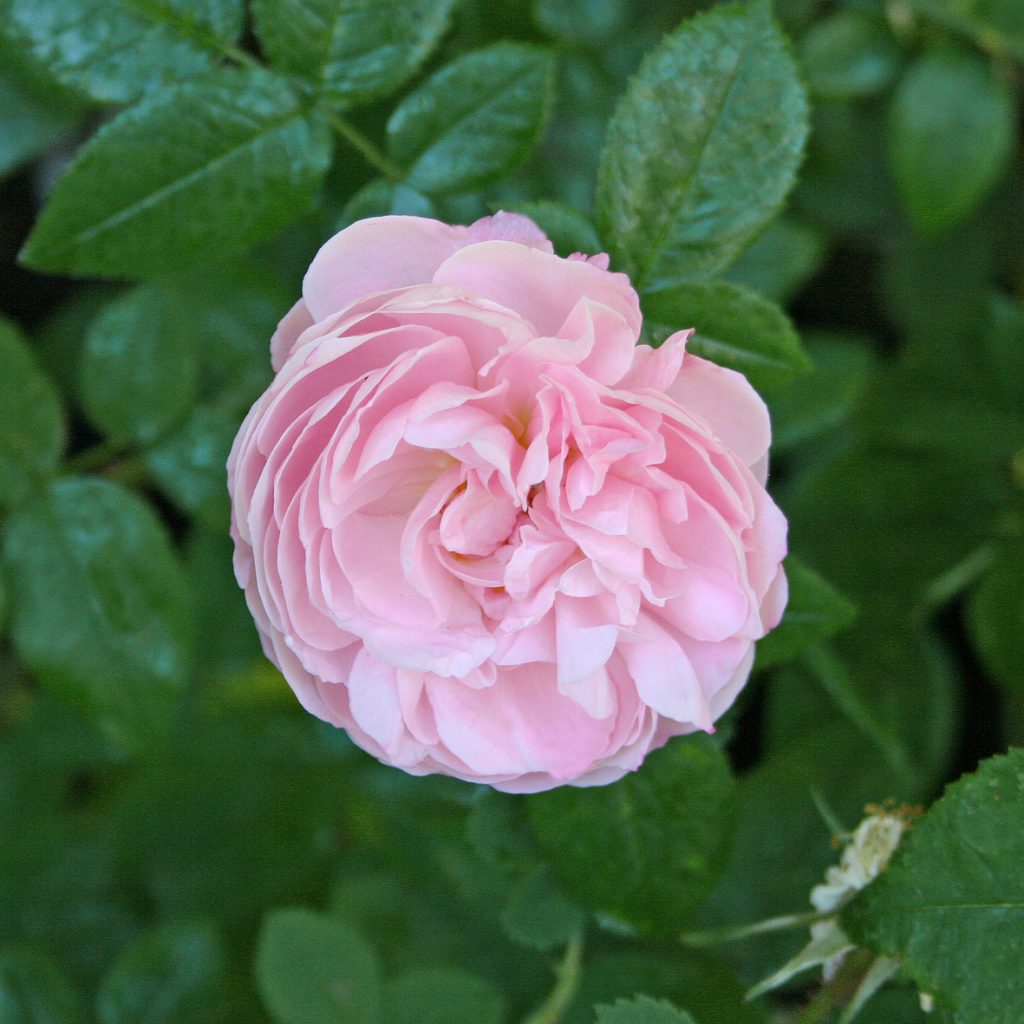 'Belle Amour' - Alba-Gruppen