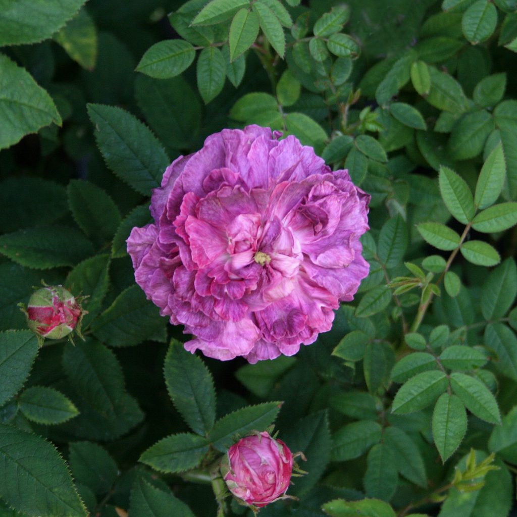'Belle de Crécy' - Gallica-Gruppen