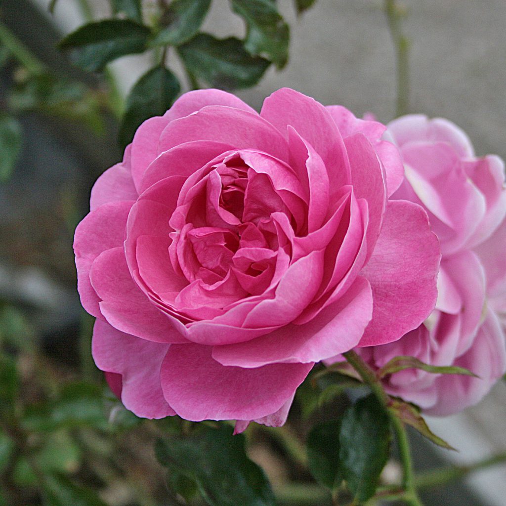 BERLEBURG - Slottsros - Floribunda-Gruppen