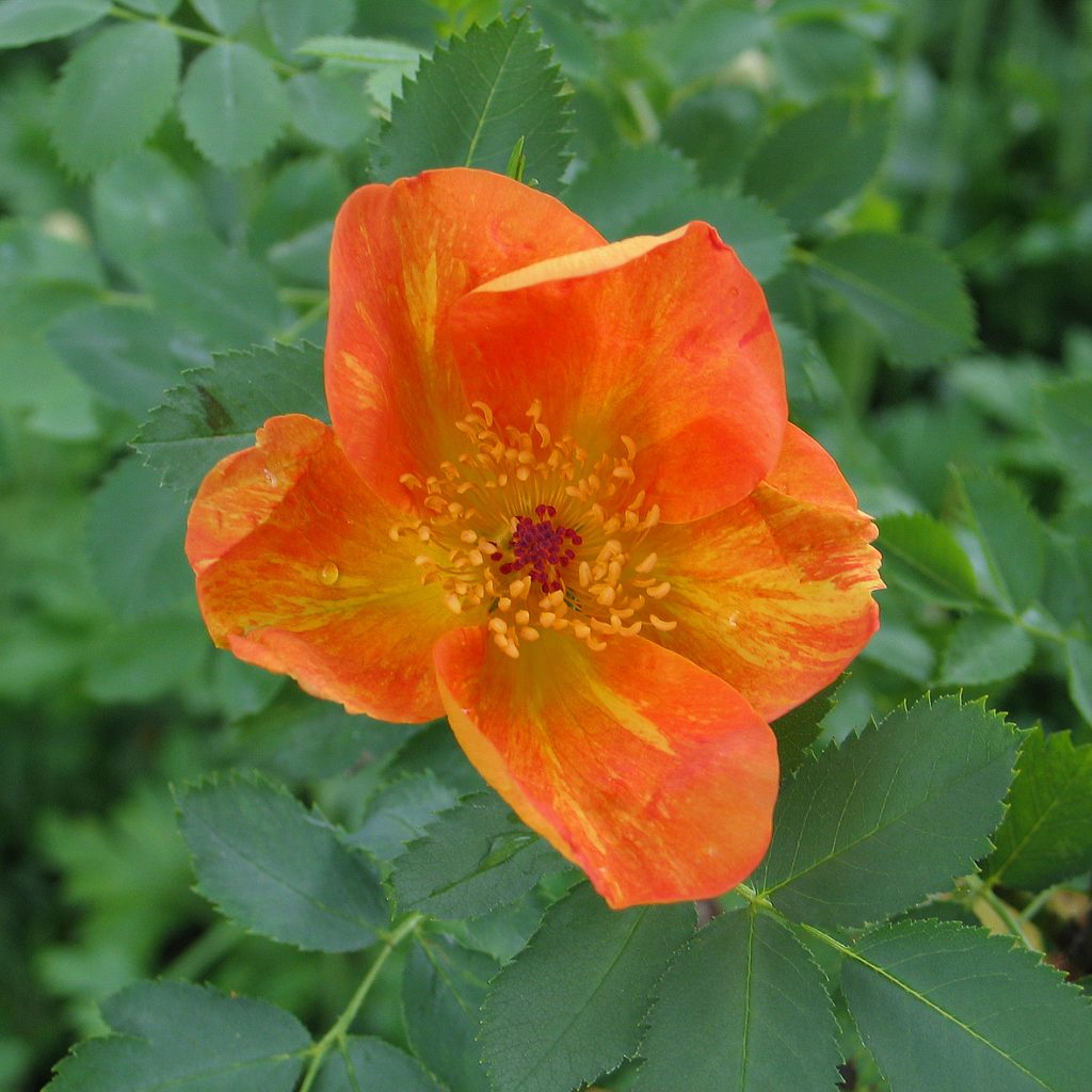 'Bicolor' - Foetida-Gruppen