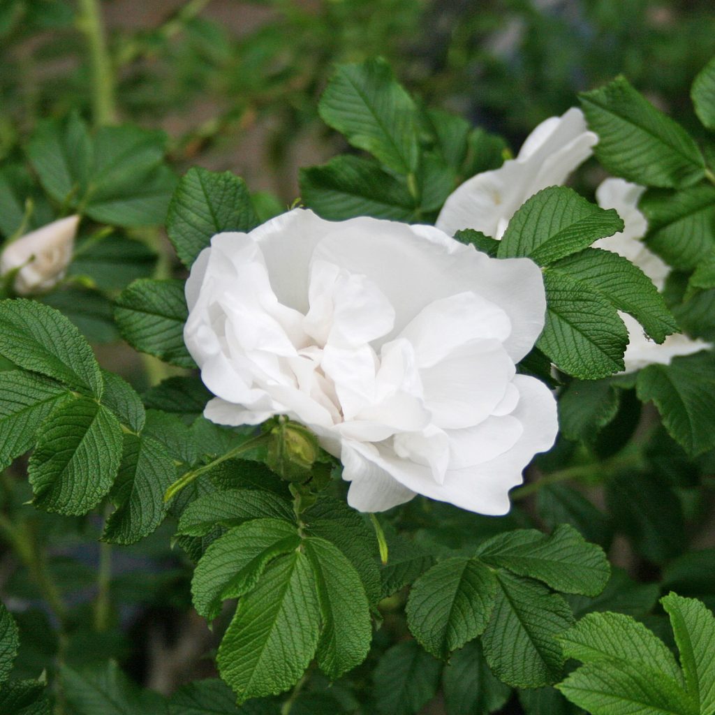 'Blanc Double de Coubert' - Rugosa-Gruppen