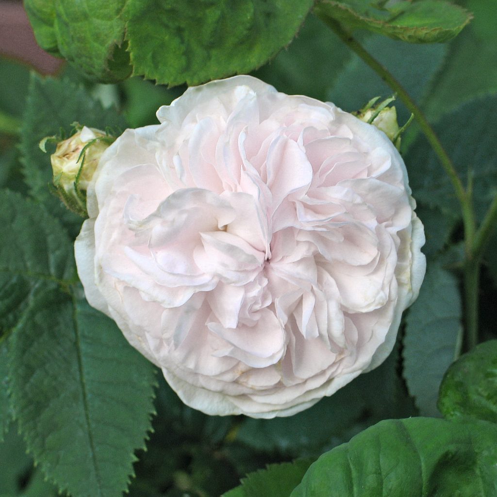 'Blanchefleur' - Centifolia-Gruppen