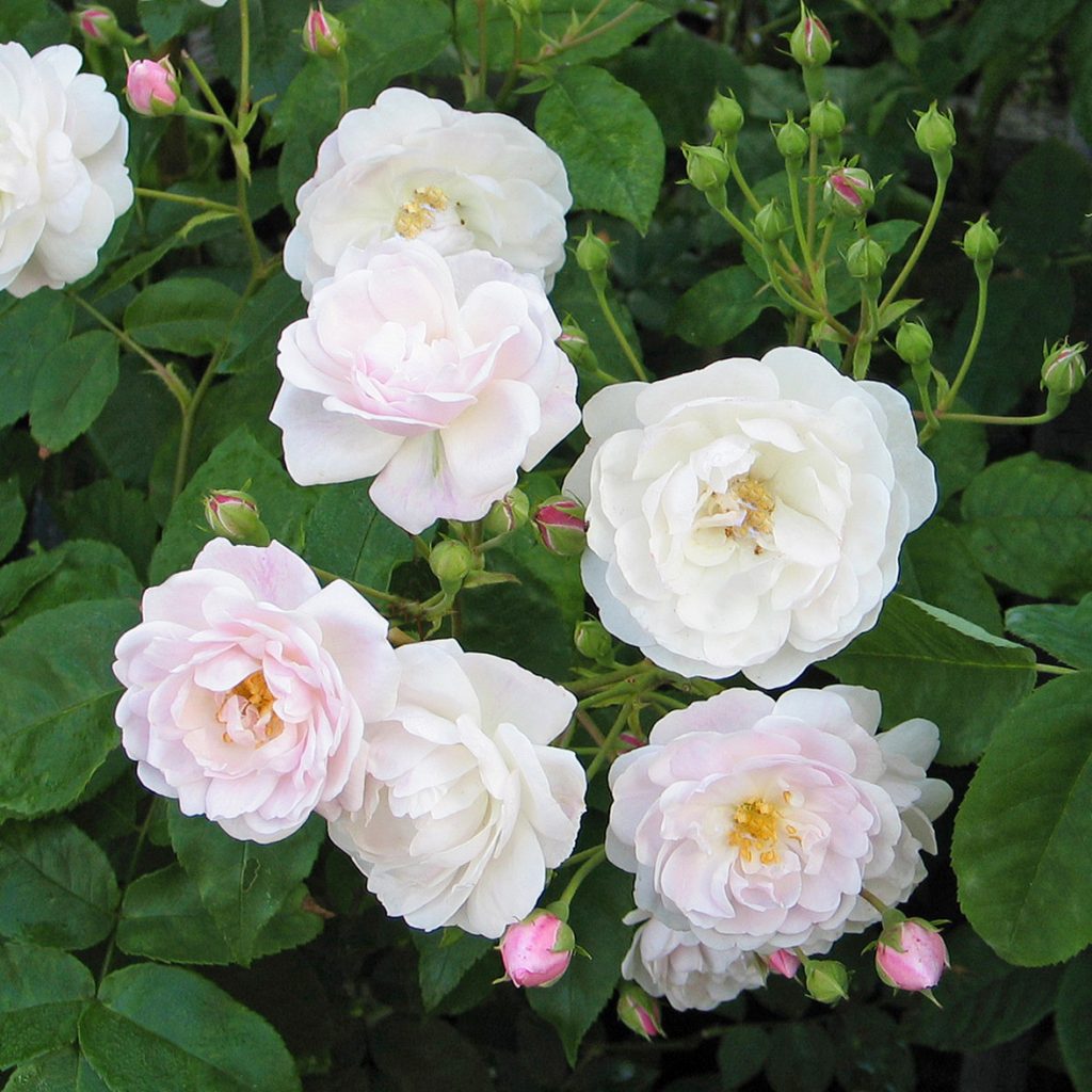 'Blush Noisette'