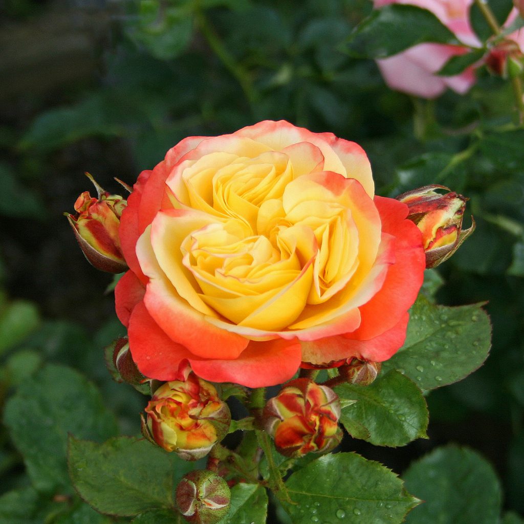 BRADFORD - Slottsros - Floribunda-Gruppen