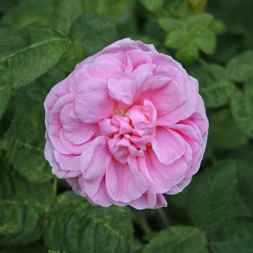 'Bullata' - Centifolia-Gruppen