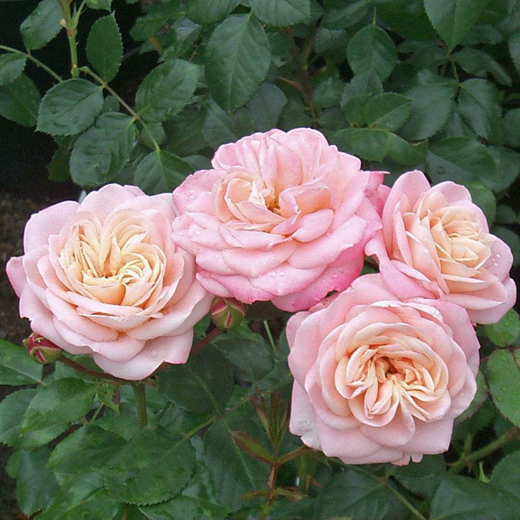 CARCASSONNE - Slottsros -Floribunda-Gruppen