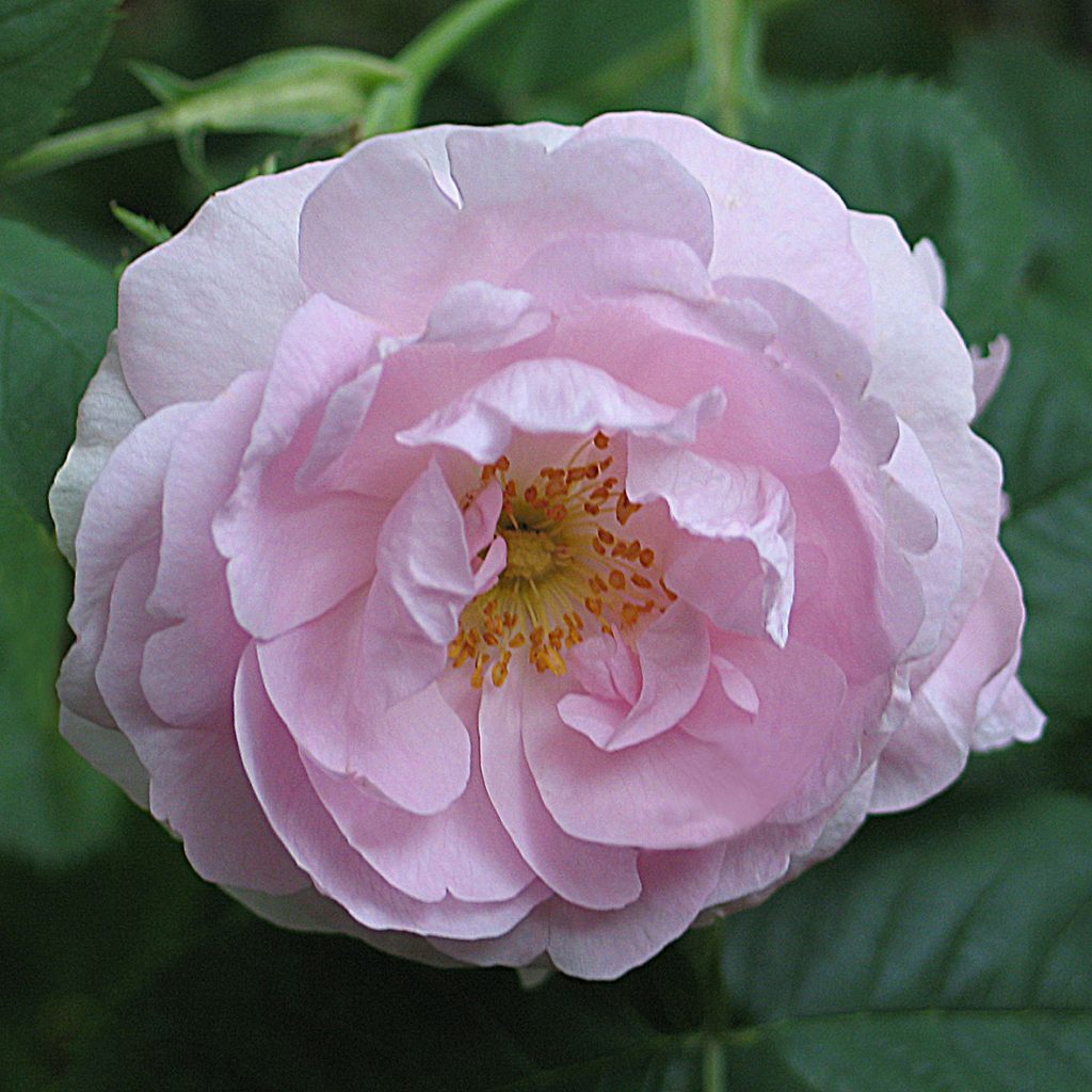 'Celestial' - Alba-Gruppen