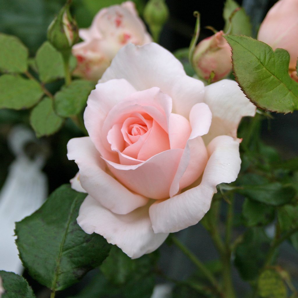 CHANDOS BEAUTY - Tehybrid-Gruppen