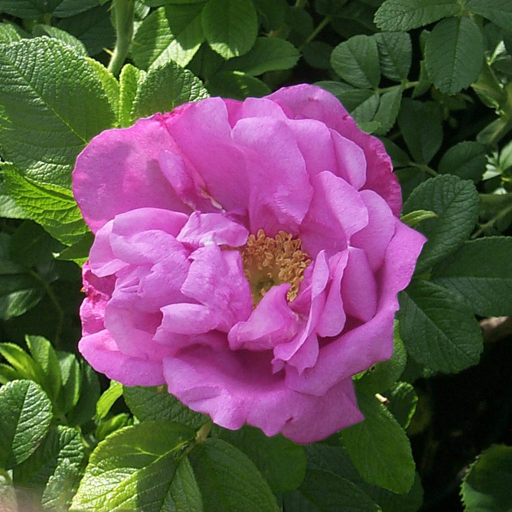 'Charles Albanel' - Kanadensisk ros - Rugosa-Gruppen