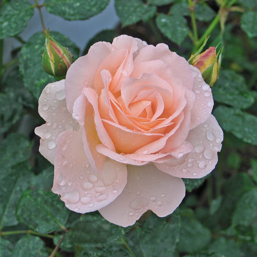 CLAIR RENAISSANCE