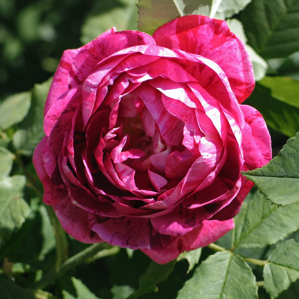 Роза Commandant Beaurepaire