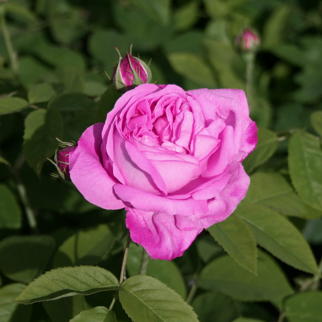 'Coupe d´Hébé'