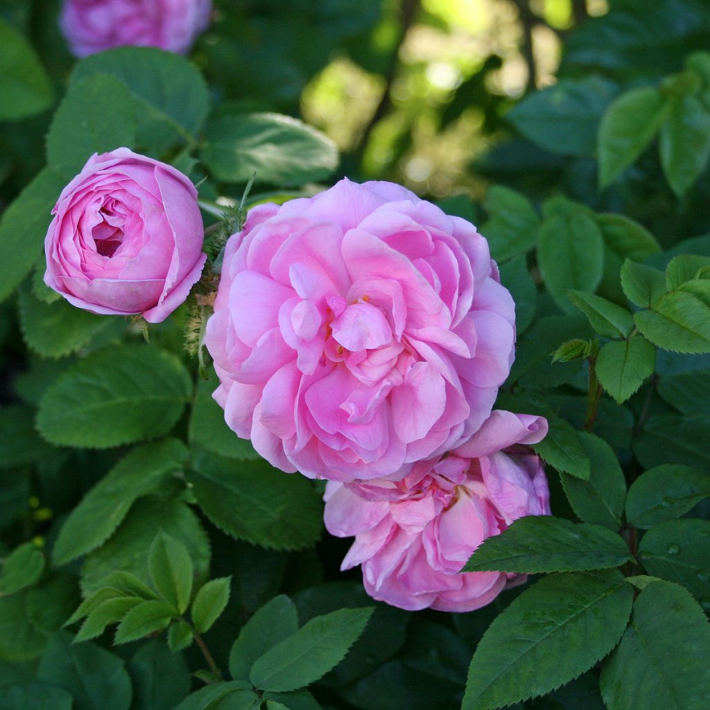 'Cristata'