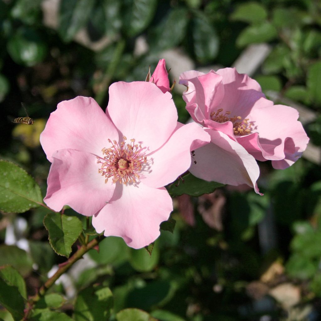 'Dainty Bess'