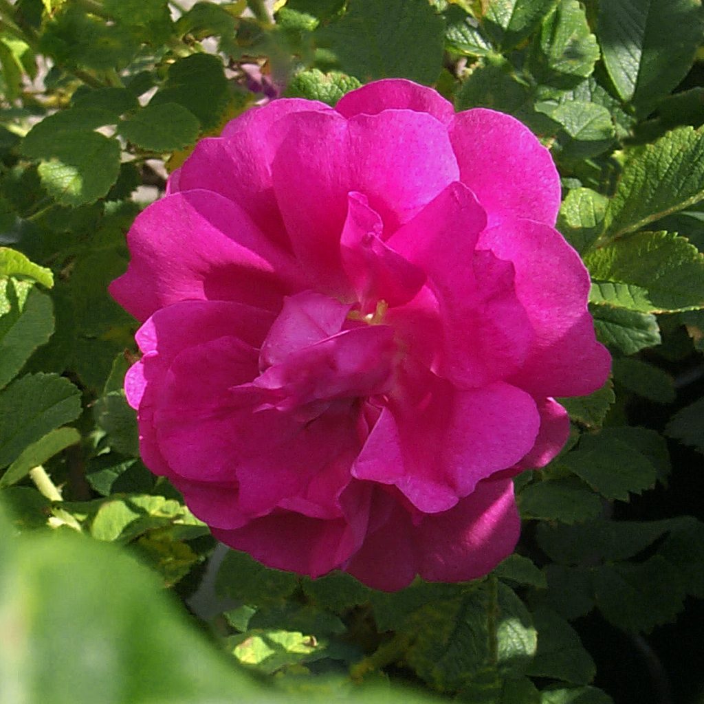 'David Thompson'