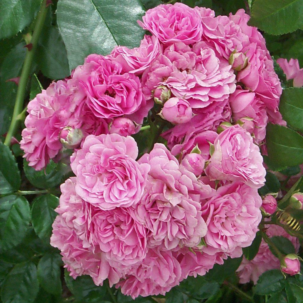 'Dorothy Perkins'