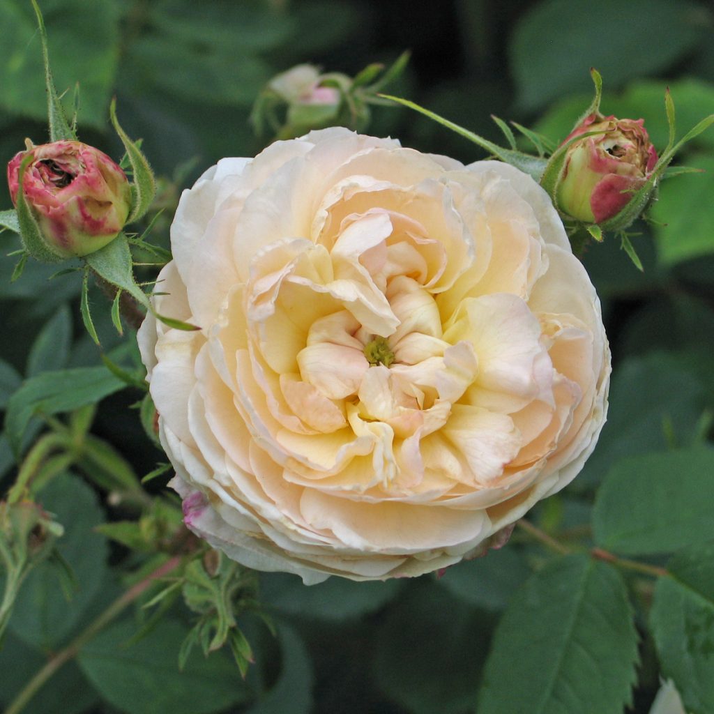 'El Areana'