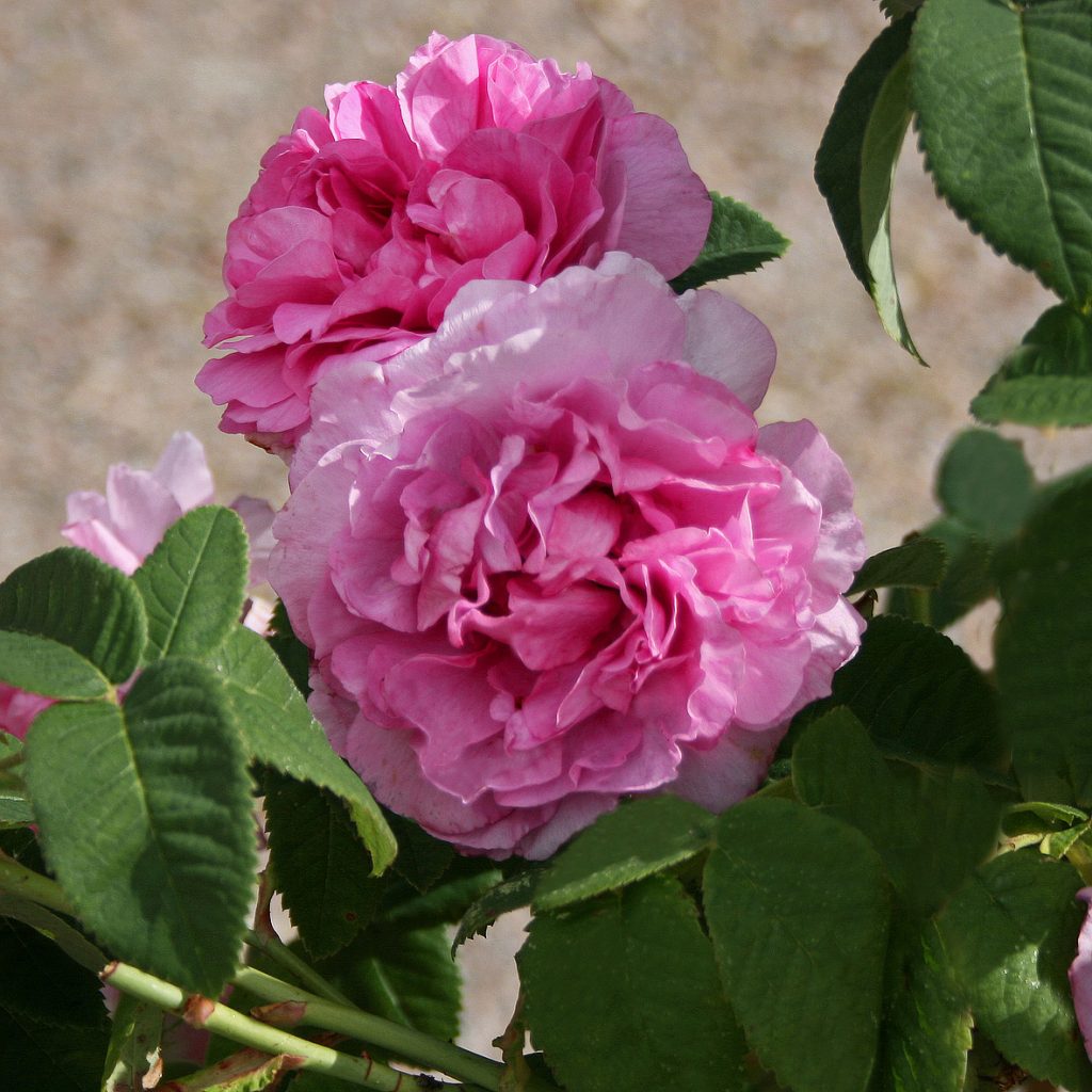 'Empress Josephine'