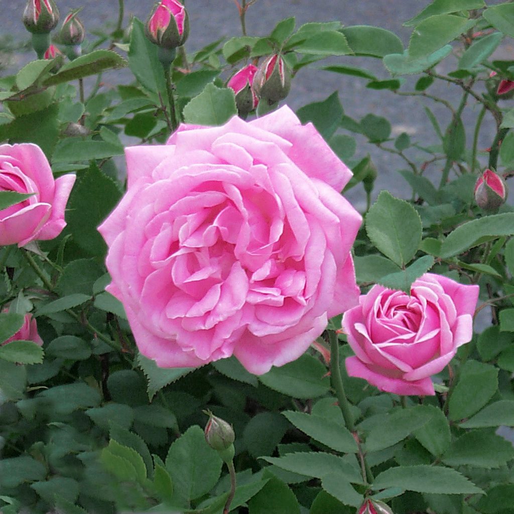 'Hermosa'