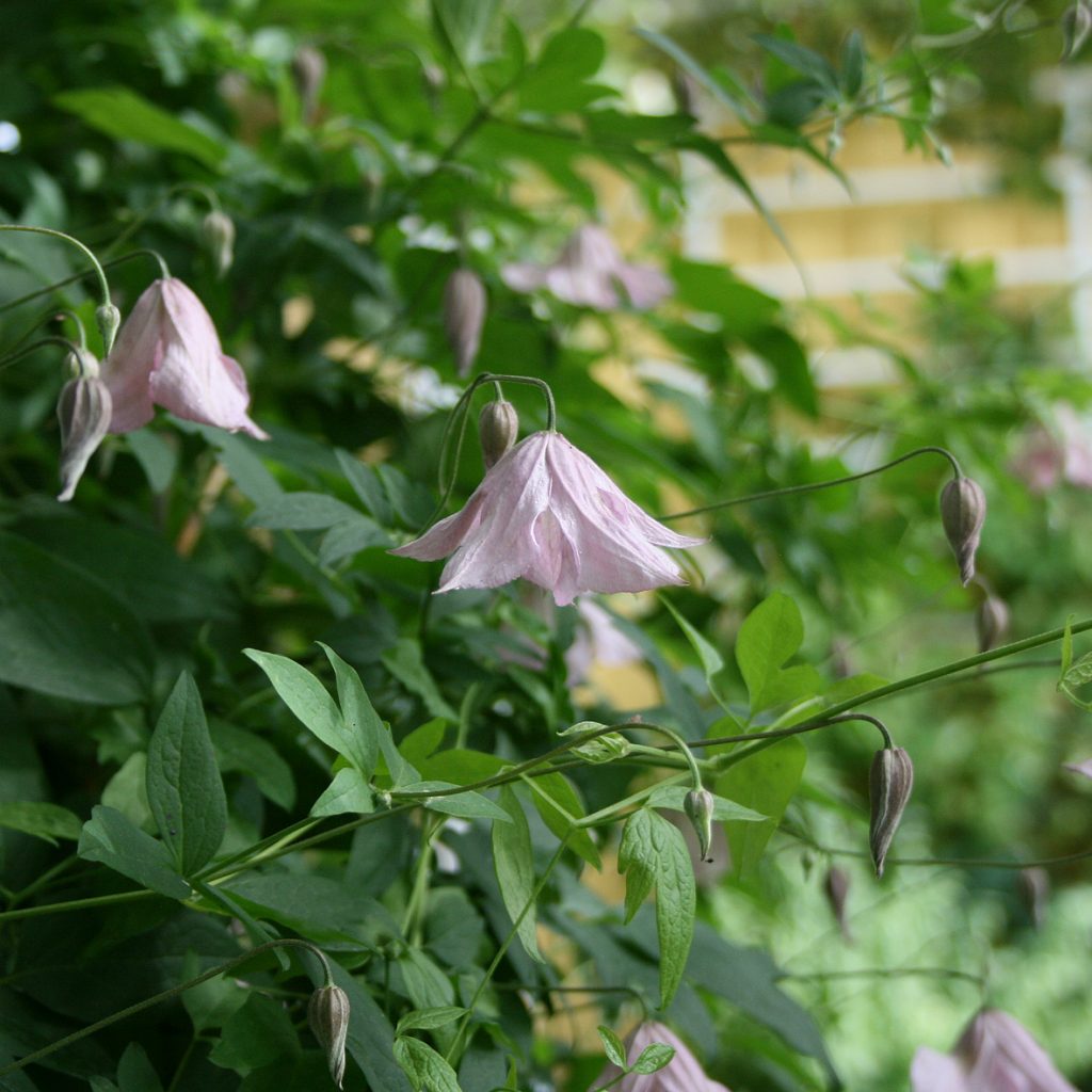 'Hågelby Pink'