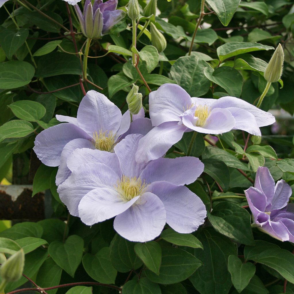 'Louise Rowe'