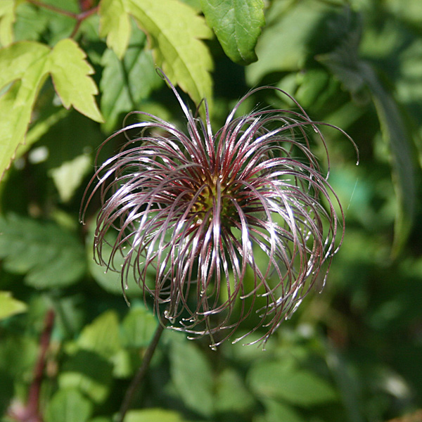 'Markhams Pink'