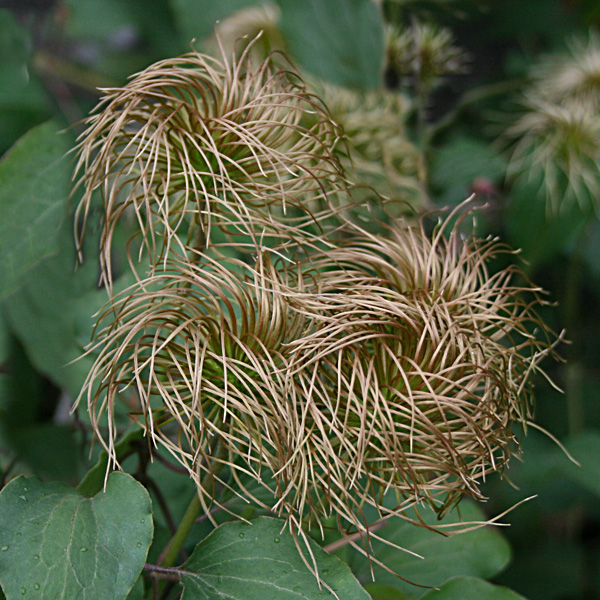 'Omoshiro'
