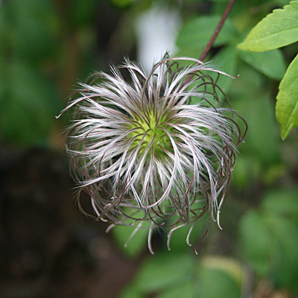 'Rosy O Grady'