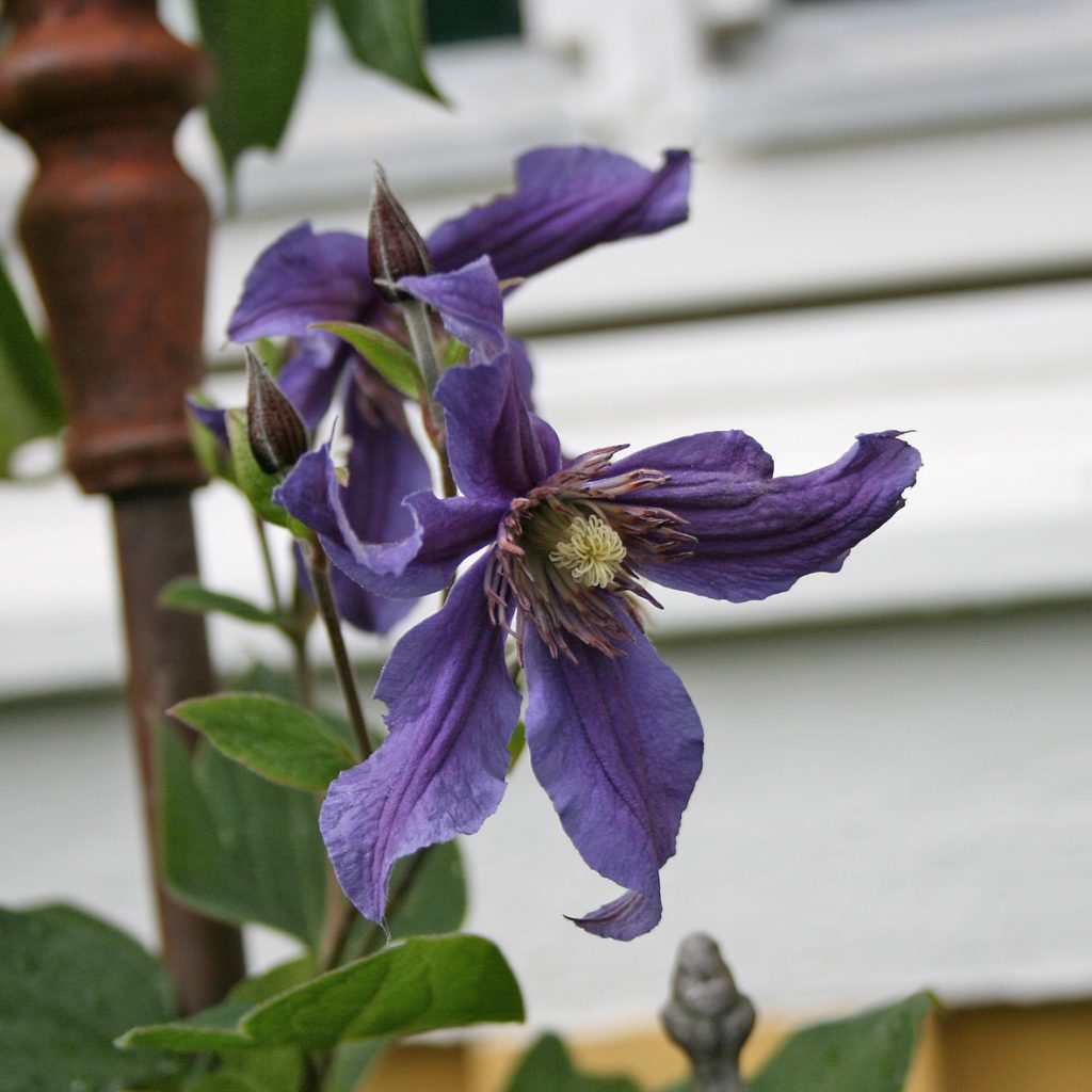 'Sizaia Ptitsa'