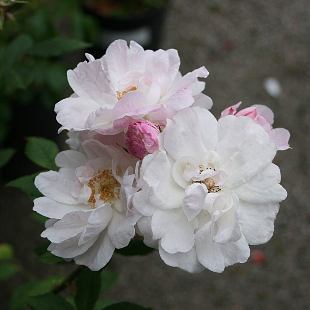 'Venusta Pendula'